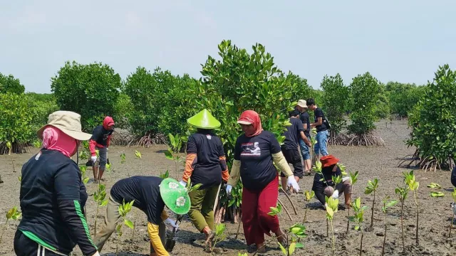 Ganjar Pranowo Jadi Alasan Gmp Sabuk Hijau Tanam Bibit Mangrove