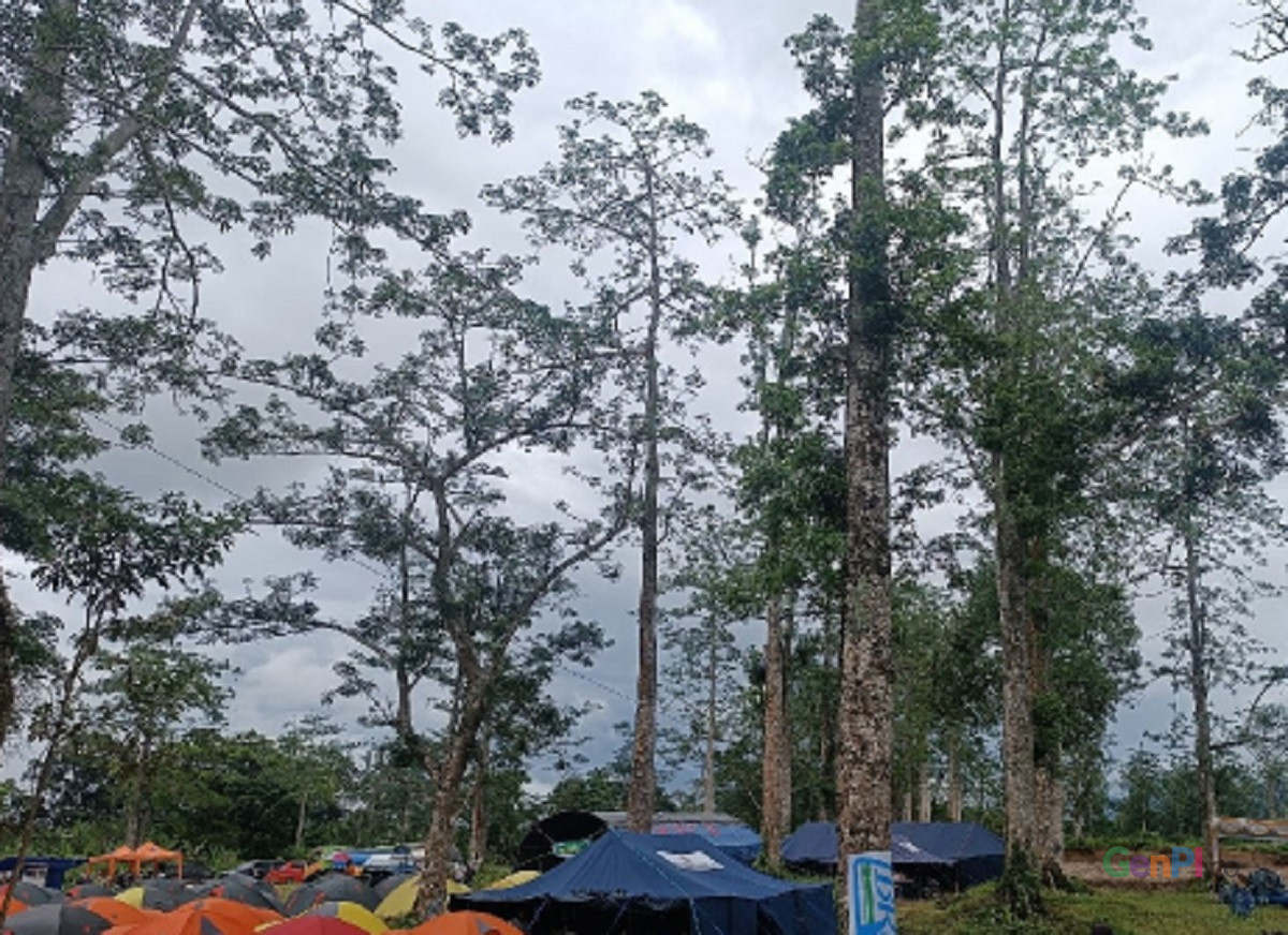 Kapuk Desa Lantan Lombok Tengah Tembus Belanda GenPI Co NTB