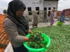 Manfaat Daun Kelor Dahsyat untuk Penderita Diabetes, Harus Dicoba - GenPI.co JATIM