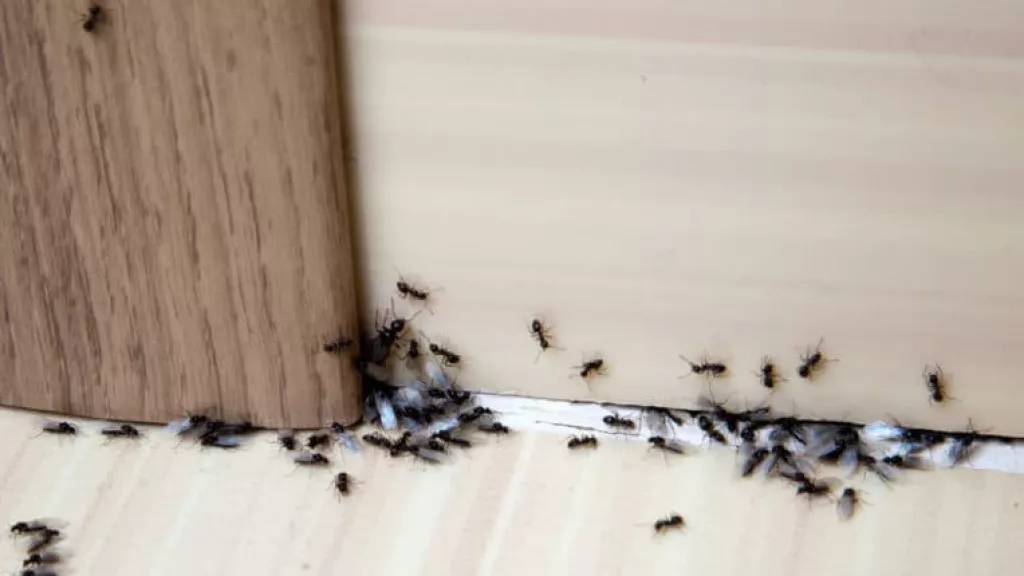 3 Cara Membasmi Sarang Semut di Rumah yang Dijamin Ampuh - GenPI.co