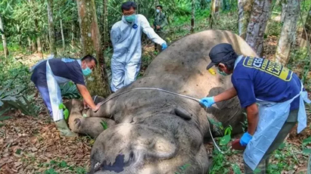 Seekor Gajah Betina Ditemukan Mati di Kebun Karet Riau - GenPI.co