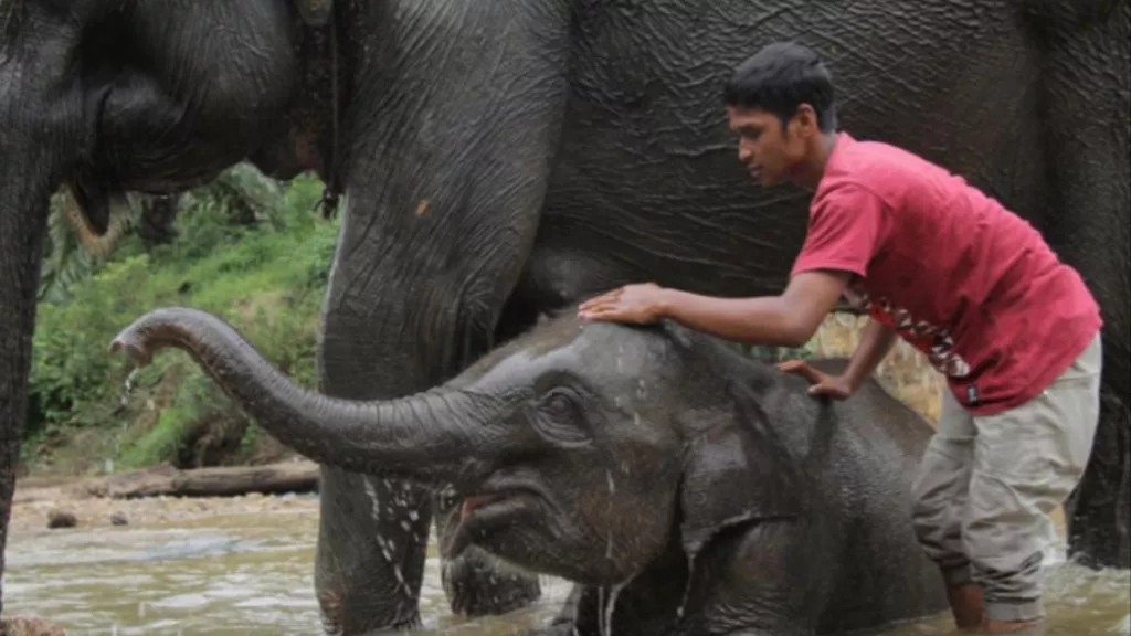 Anak Gajah Bertubuh Gemuk Mati Mendadak, Diduga Karena Ini - GenPI.co