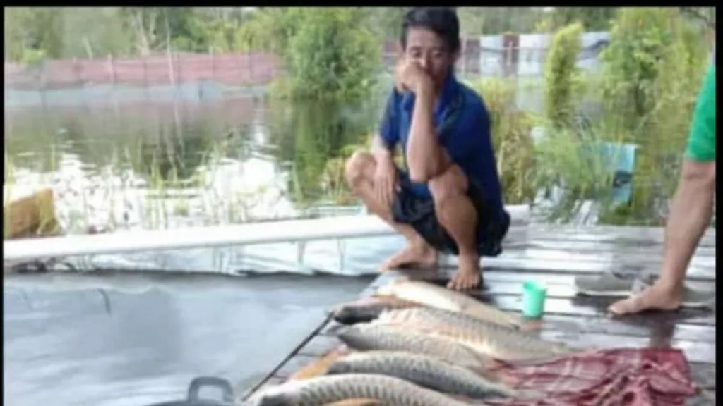 Ratusan Ikan Arwana Super Red Mati Diterjang Banjir di Kalbar - GenPI.co