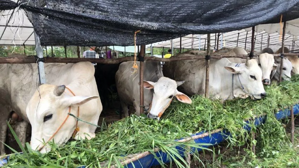 Batam Butuh 2.000 Hewan Ternak Menjelang Iduladha - GenPI.co KEPRI