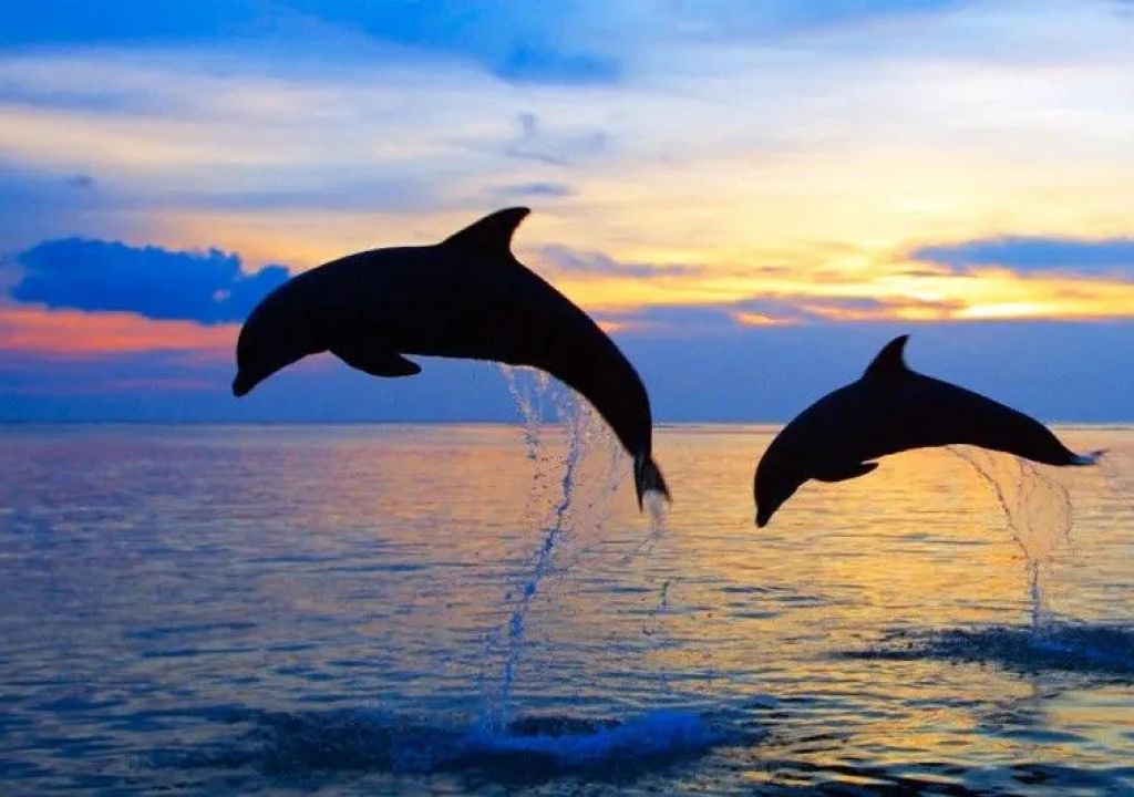 Langka! Lumba-lumba Tampak di Pantai Pengambengan Jembrana Bali - GenPI.co BALI