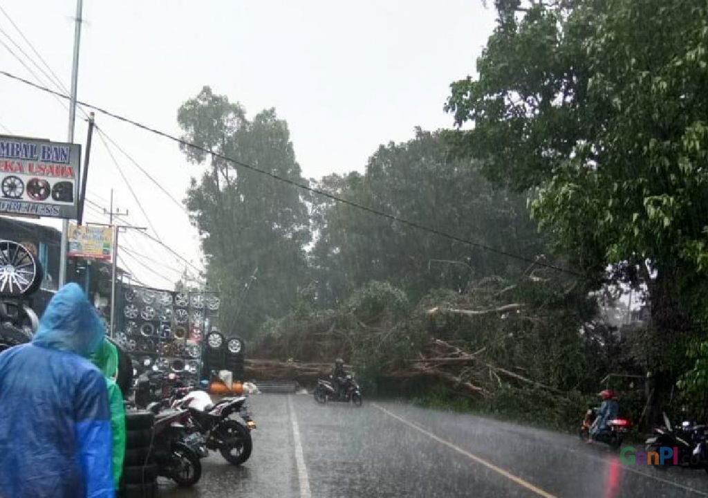 Pohon Tumbang di Malang, Akses ke Kepanjen Sempat Tersendat - GenPI.co JATIM
