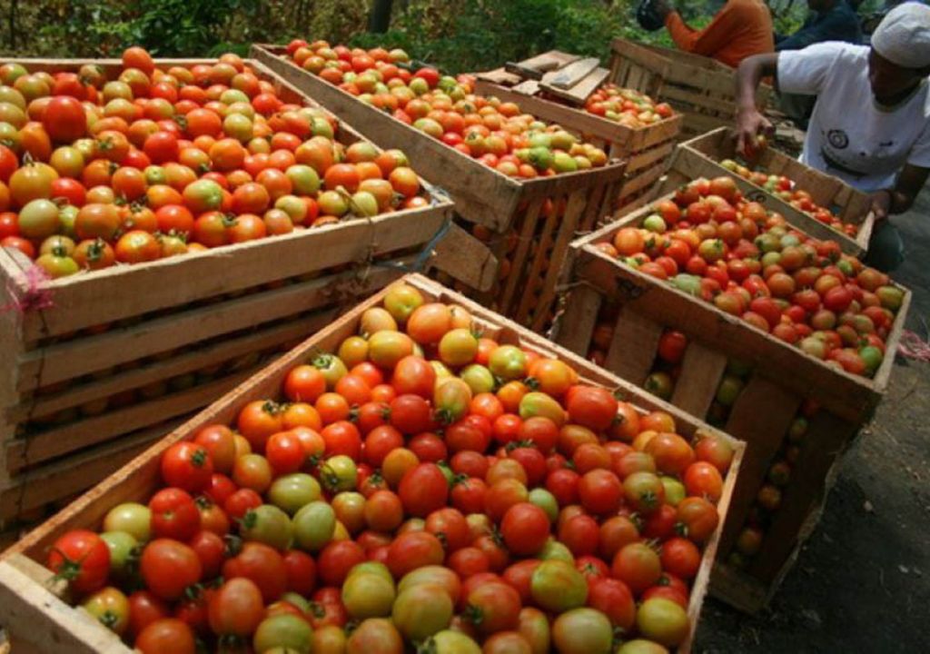 Bikin Makin Doyan, Nih Khasiat Tersembunyi Buah Tomat - GenPI.co JOGJA