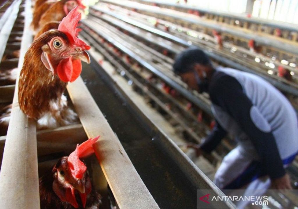 Harga Telur di Lombok Timur Naik, Peternak Ketiban Durian Runtuh - GenPI.co NTB