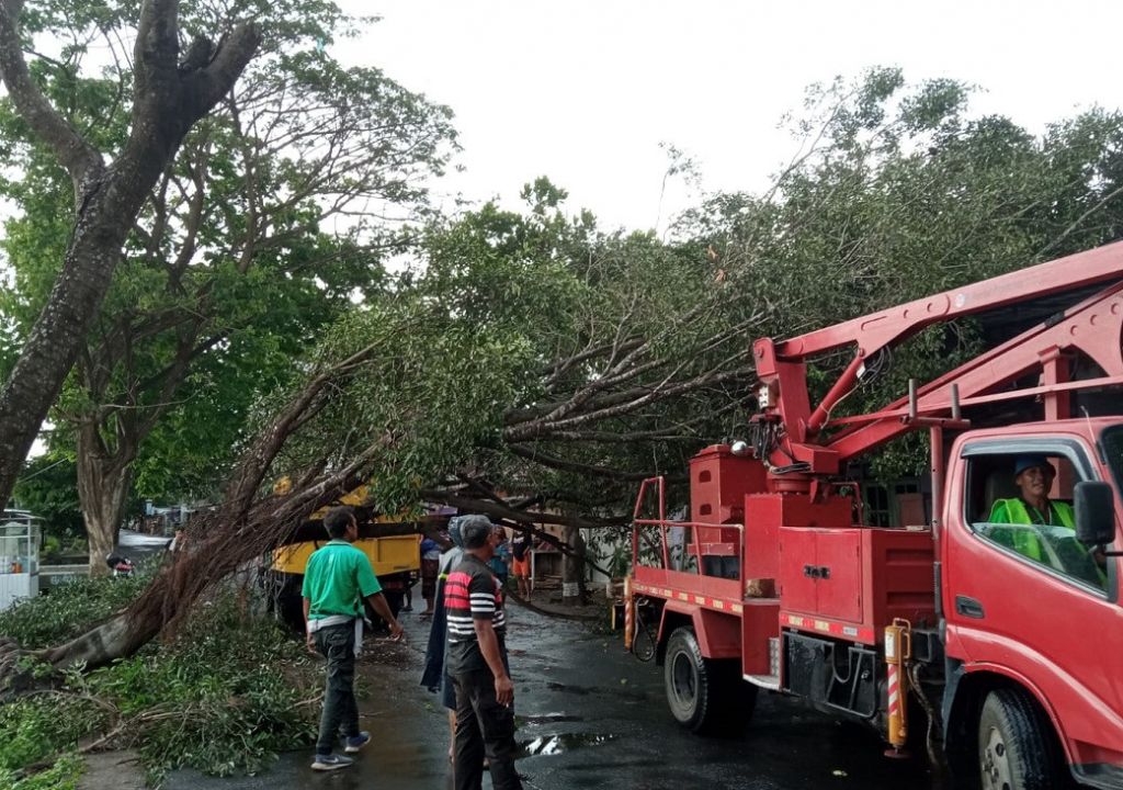 Hujan Disertai Angin, Banyak Pohon Tumbang di Kecamatan Selong - GenPI.co NTB