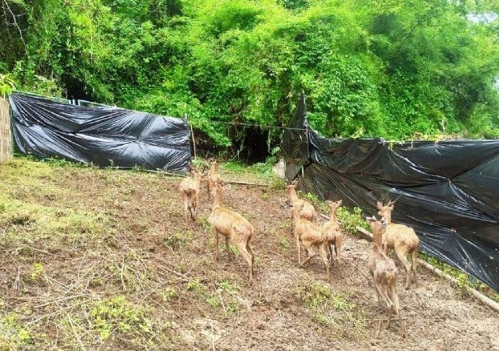 Sembilan Rusa Maskot NTB Dilepas di TWA Gunung Tunak - GenPI.co NTB