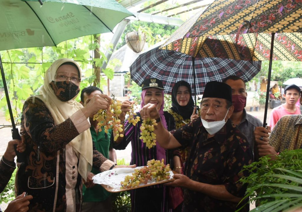Asyik, Dusun Beraringan Jadi Kampung Anggur - GenPI.co NTB