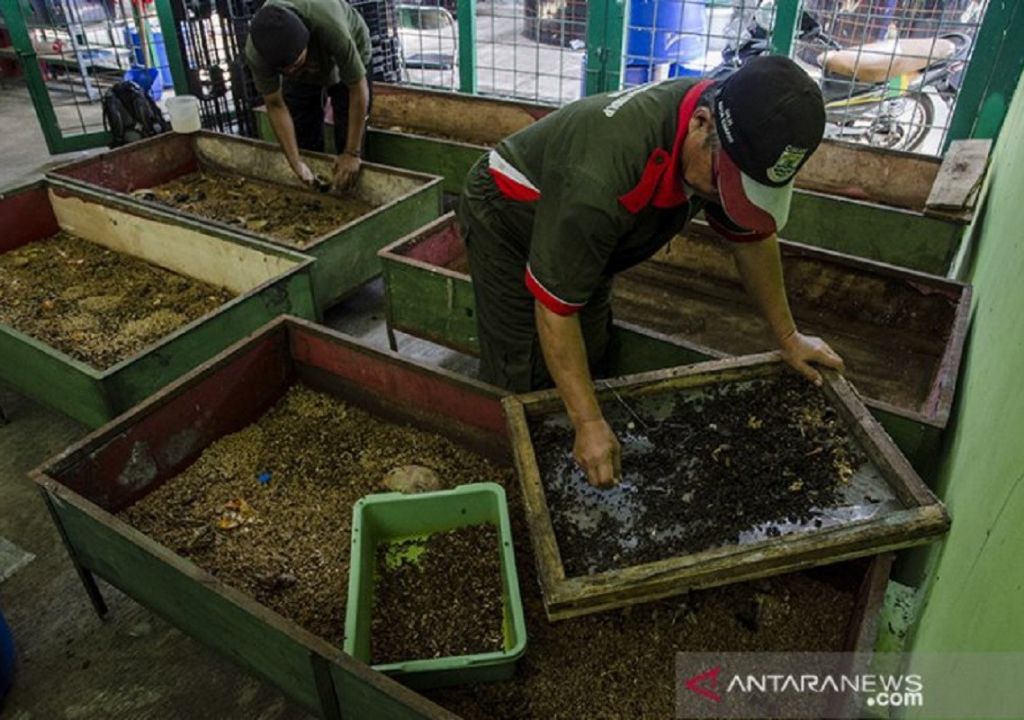 Budidaya Maggot, Jurus Pemkot Mataram Atasi Sampah - GenPI.co NTB