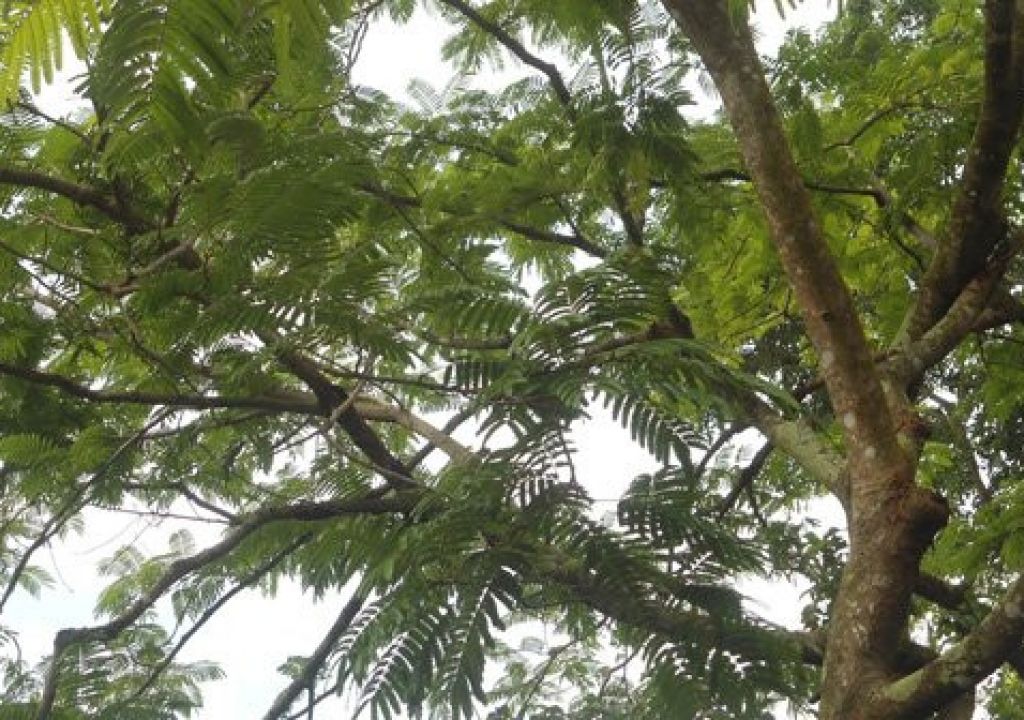 Penebangan Pohon Pelindung di Mataram Bakal Diatur, Ini Sebabnya - GenPI.co NTB