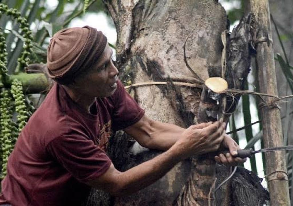 Tuak Manis Minuman Khas Sasak - GenPI.co NTB