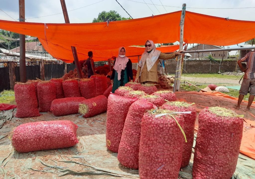 Panen Berlimpah, Bawang Merah Bima Aman untuk Ramadan - GenPI.co NTB