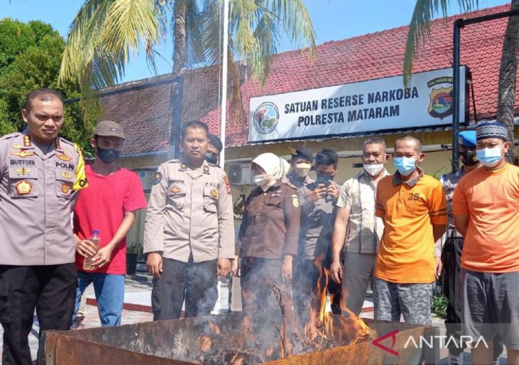 Lengkapi Berkas ke Jaksa, Polres Mataram Musnahkan Ganja - GenPI.co NTB