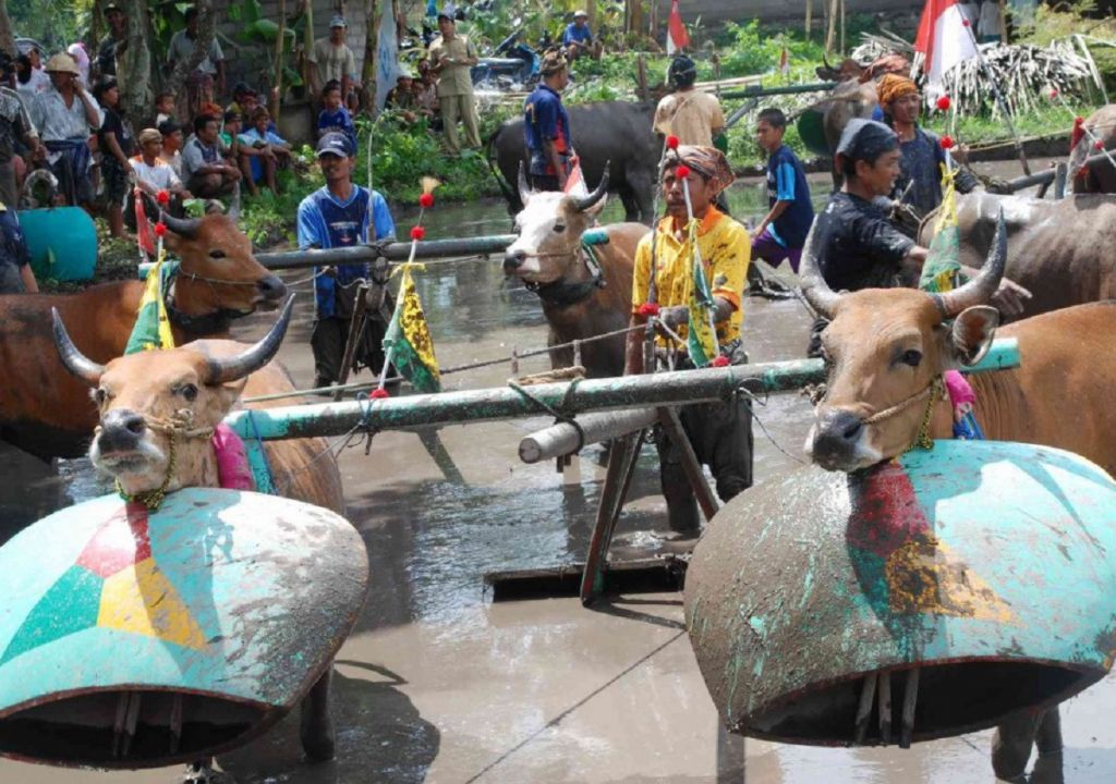 Filosofi Malean Sampi, Wujud Syukur Petani Lombok Barat - GenPI.co NTB