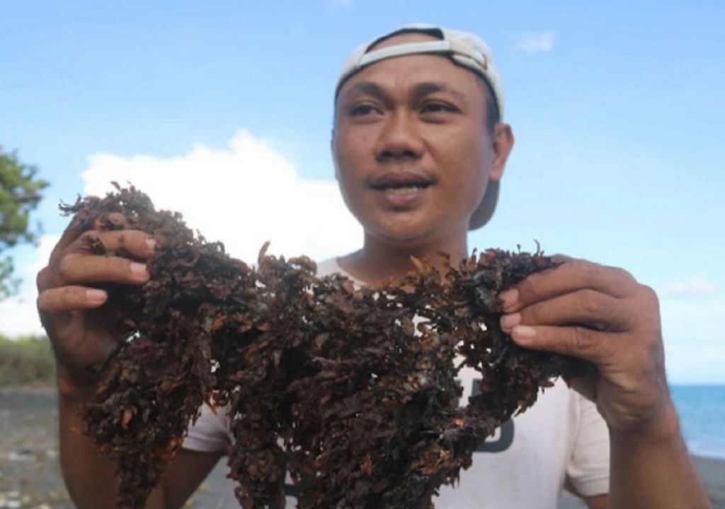Pertamina Kembangkan Biogas Mikroalga di Lombok Timur - GenPI.co NTB