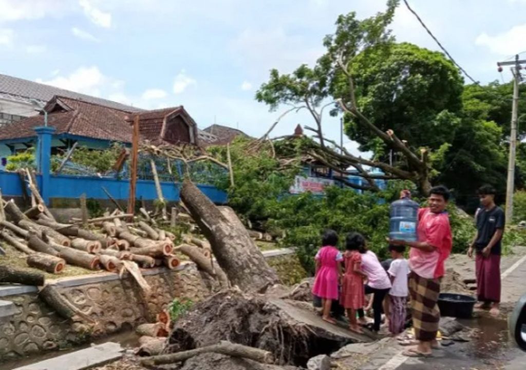 Pertama di Sejarah Mataram, Sehari 52 Pohon Tumbang - GenPI.co NTB