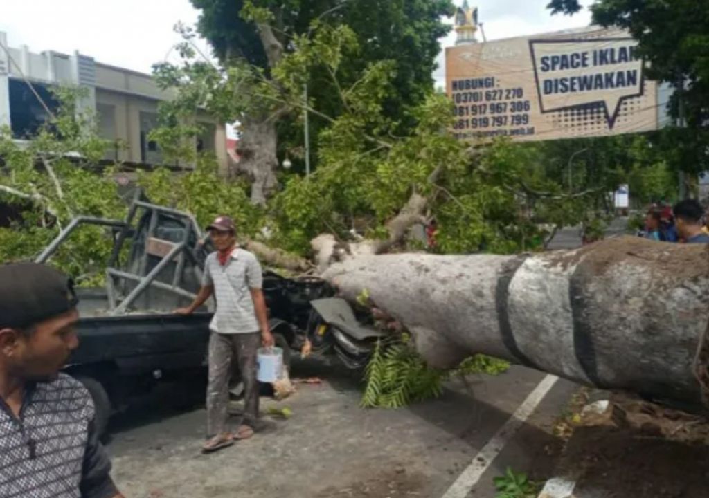 Langko Rawan Pohon Tumbang, Ini Kata DLH Mataram - GenPI.co NTB