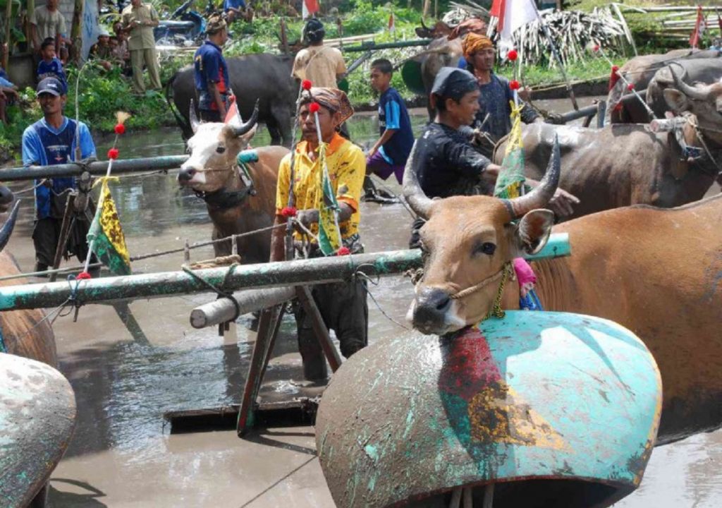 Makna Tradisi Malean Sampi di Lombok Barat - GenPI.co NTB
