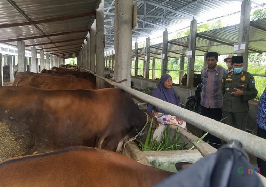 Lima Desa di Lombok Tengah Dapat 1 Ribu Sapi - GenPI.co NTB