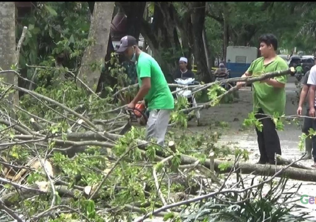 Pohon Tua Pinggir Jalan Lombok Tengah Mulai Ditata - GenPI.co NTB
