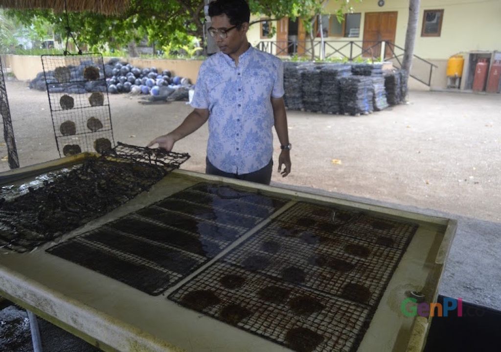 Menengok Budi Daya South Sea Pearl di Teluk Nara - GenPI.co NTB