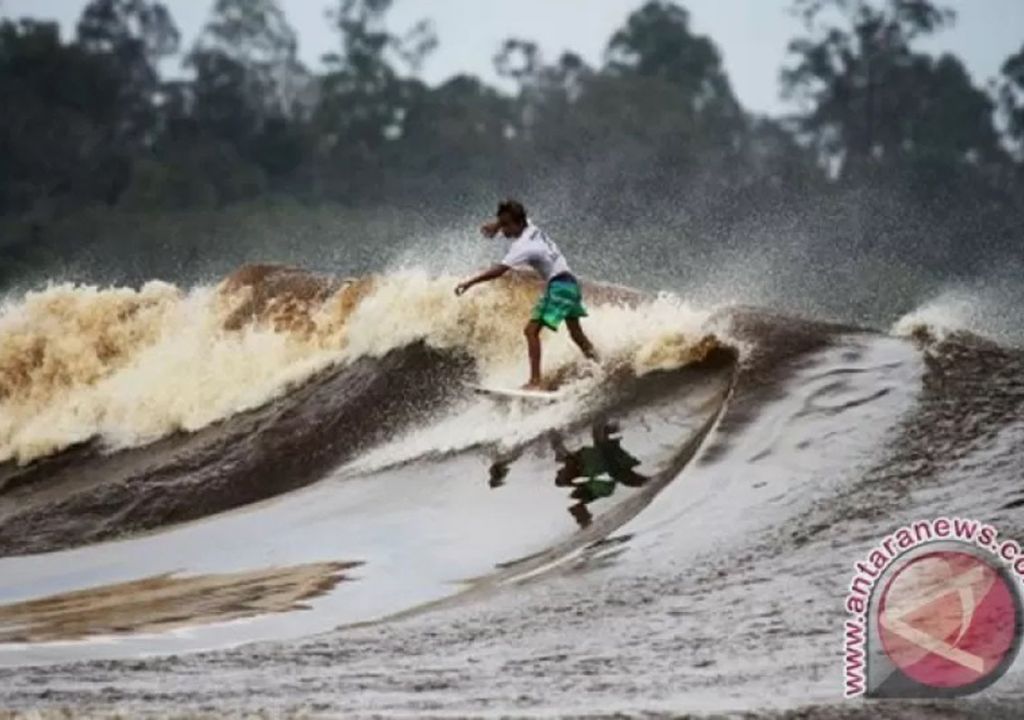 Selancar di Sungai Kampar, Sensasinya Luar Biasa - GenPI.co RIAU