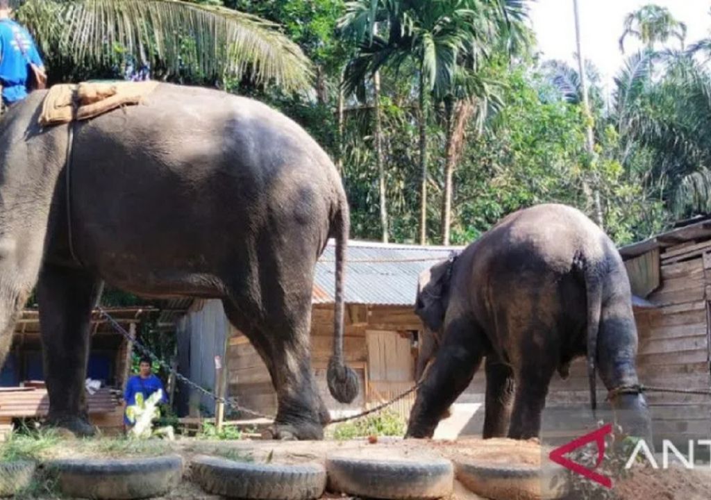 Gajah Sumatera Hamil Ditemukan Tewas di Bengkalis - GenPI.co RIAU