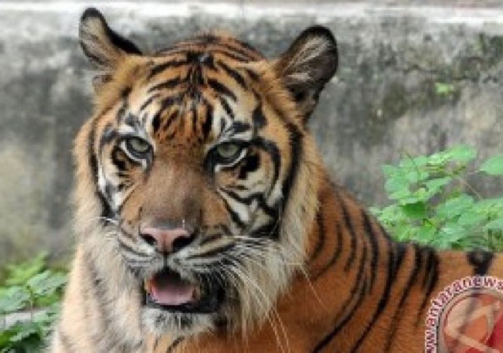 Warga Bengkalis Resah Gegara Harimau Muncul - GenPI.co RIAU