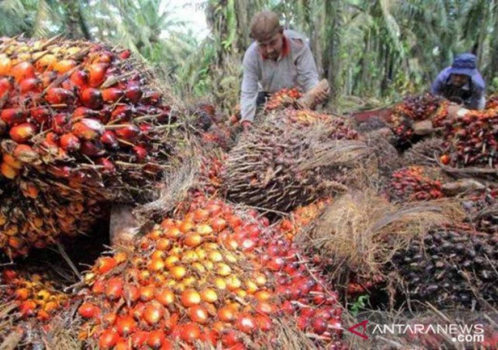 Ada Syarat Tambahan, Petani Sawit di Riau Dirasa Sulit Ikut PSR - GenPI.co RIAU