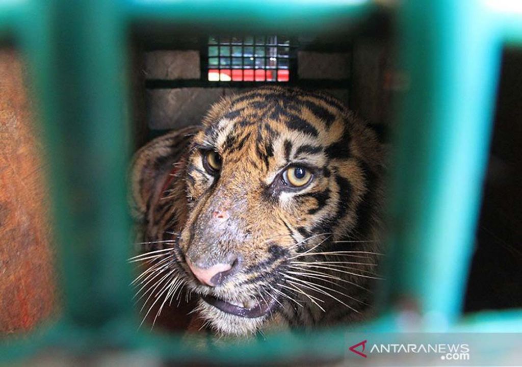 Seusai Buang Air, Pria di Pelalawan Diserang Harimau Sumatera - GenPI.co RIAU