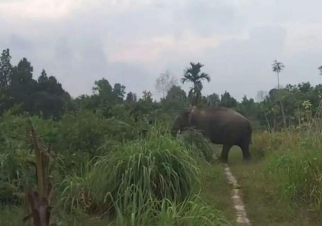 Gajah Masuk Perkebunan Warga, BBKSDA Riau Turunkan Tim - GenPI.co RIAU