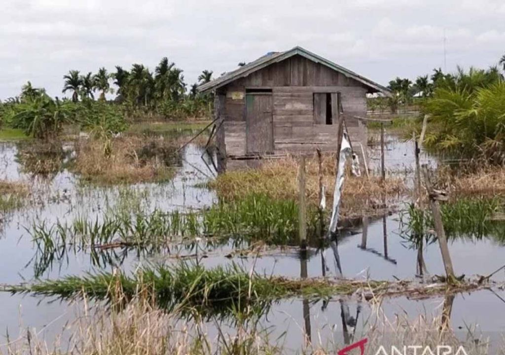 Terancam Gagal Panen, Ribuan Hektare Lahan di Inhil Terendam Banjir - GenPI.co RIAU