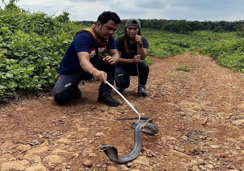 Panji Petualang Tangani Ular King Kobra yang Gigit Imam Rokhani - GenPI.co RIAU
