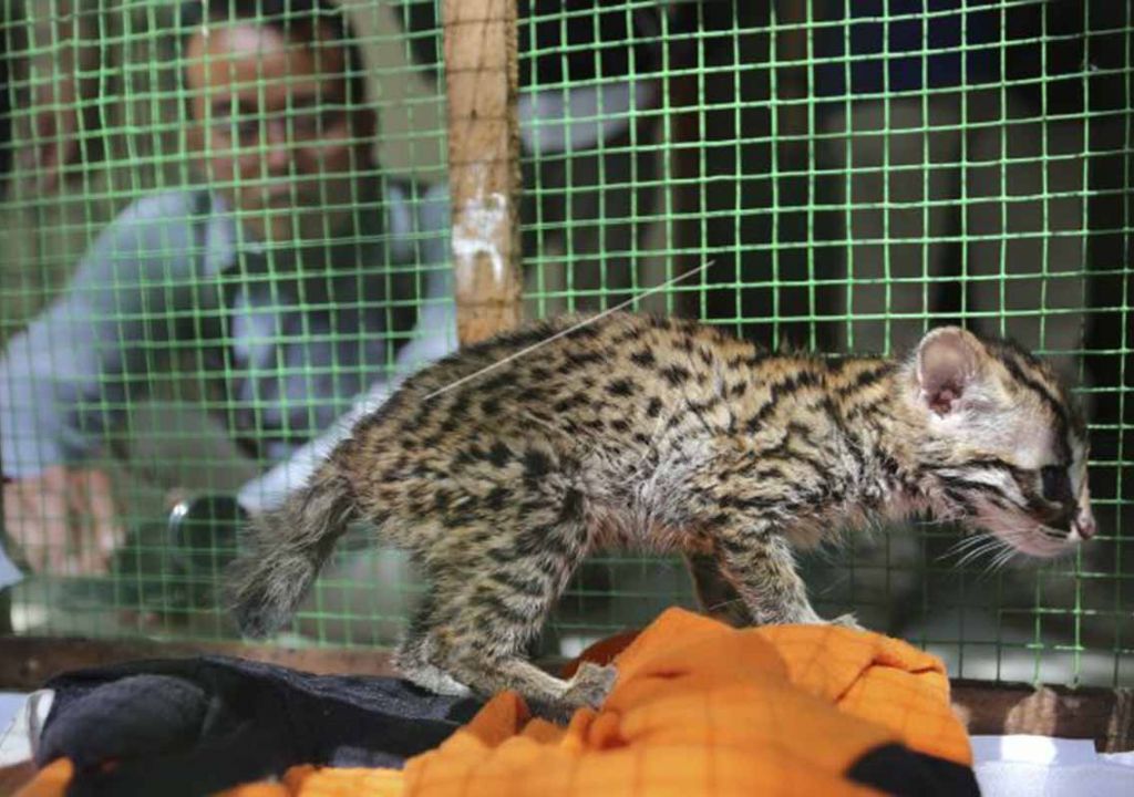 Temukan Macan Akar, Warga Pelalawan Serahkan ke BBKSDA Riau - GenPI.co RIAU