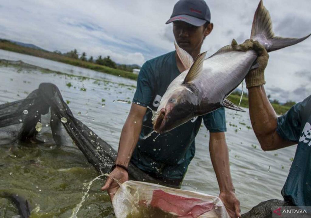 Top! Bisnis Ikan Patin dari Kampar Dipromosikan ke Arab Saudi - GenPI.co RIAU