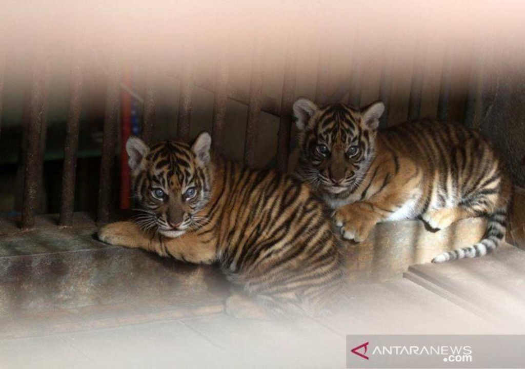 BBKSDA Riau: Anak Harimau Masuk Perangkap di Pulau Muda - GenPI.co RIAU