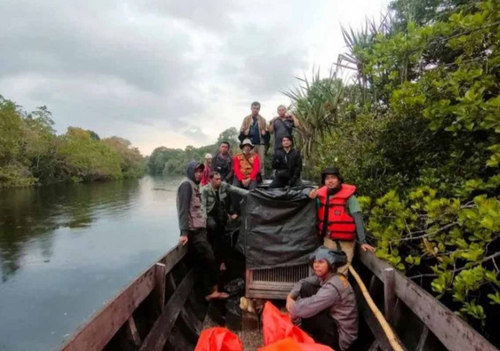 Sempat Tertangkap, BBKSDA Riau Lepas Anak Harimau ke Habitatnya - GenPI.co RIAU