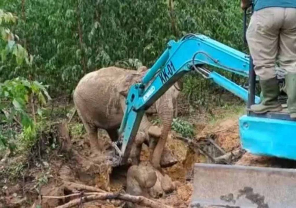 BBKSDA Riau Turun Tangan, Anak Gajah Jatuh ke Lubang di Siak - GenPI.co RIAU