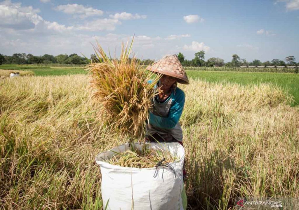 BPS: Riau Rentan Pangan Saat Ada Ancaman Krisis Global - GenPI.co RIAU