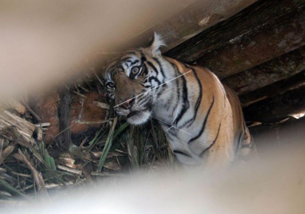 Serangan Harimau di Inhil, BBKSDA Riau Pasang Kamera Jebak - GenPI.co RIAU