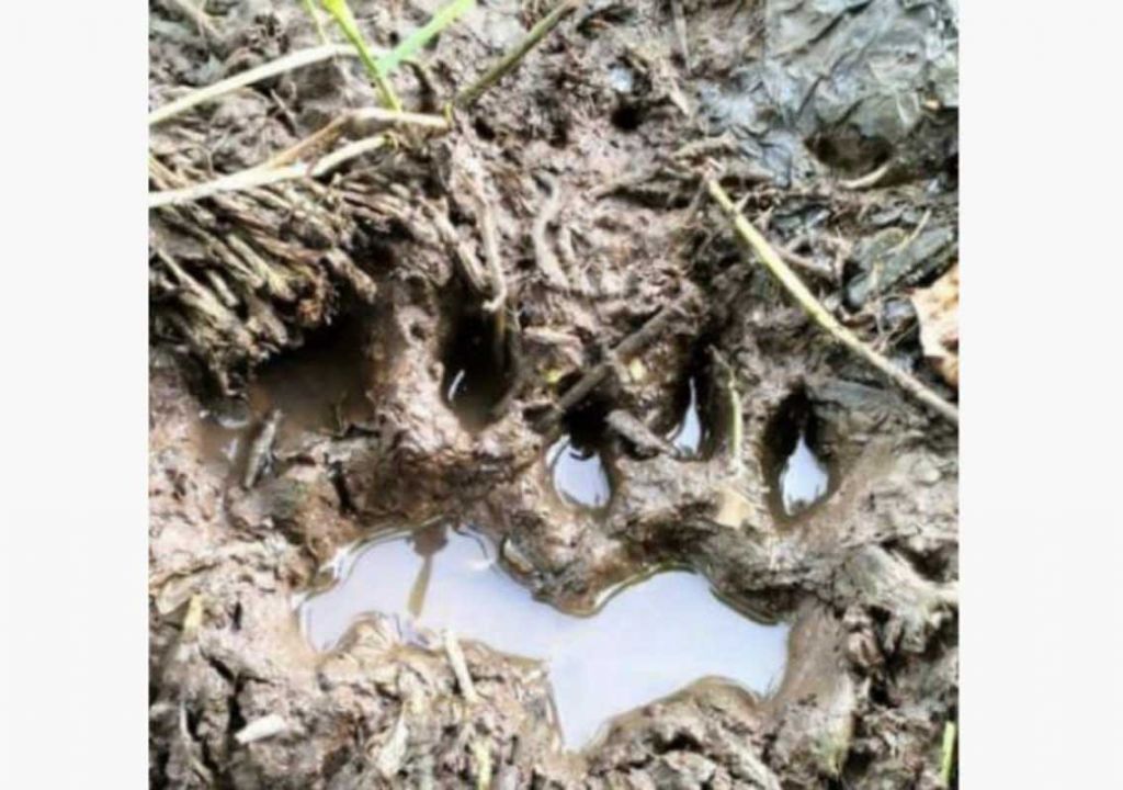 Jejak Diduga Harimau Ditemukan di Dekat Permukiman di Siak - GenPI.co RIAU