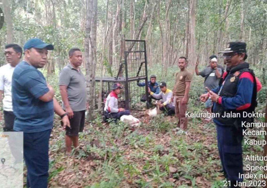 Harimau Liar Masuk Permukiman, Warga Siak Diimbau Waspada - GenPI.co RIAU
