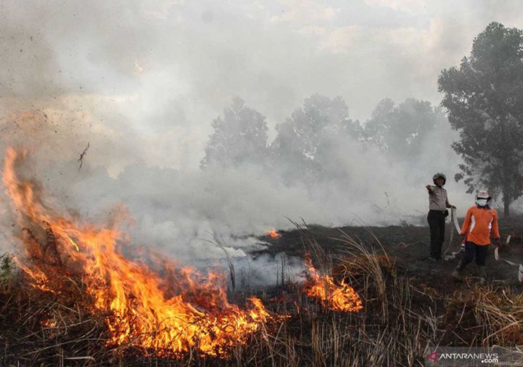 4,5 Hektare Lahan di Pekanbaru Terbakar, Api Berhasil Dijinakkan - GenPI.co RIAU