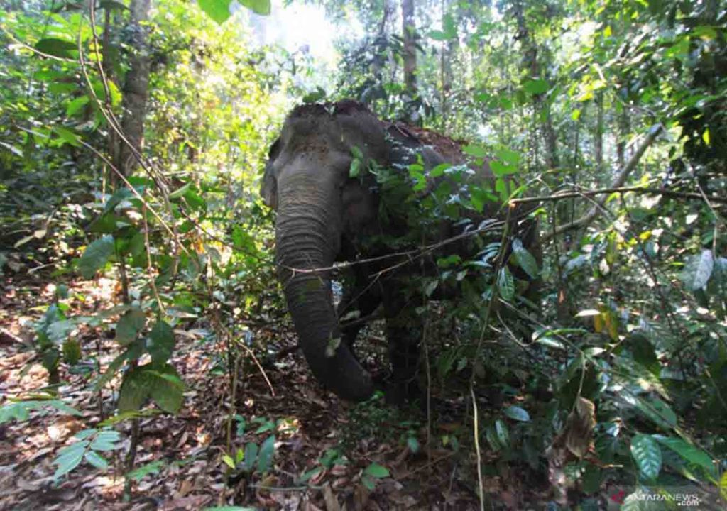 BBKSDA Riau Beber Cara Usir Gajah Supaya Tak Rusak Kebun - GenPI.co RIAU