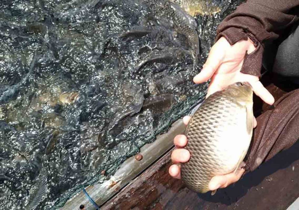 Ribuan Ikan Mas di Danau PLTA Kampar Mati, Kerugian Capai Rp 64 Juta - GenPI.co RIAU