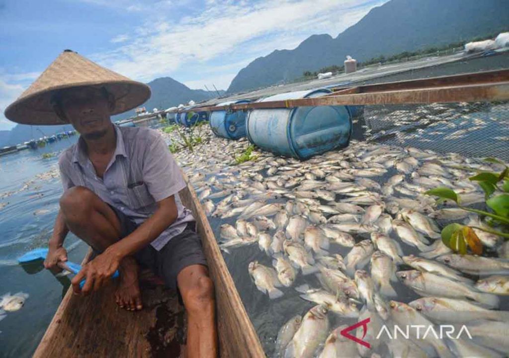 Penyebab Kematian 150 Ton Ikan di Danau Kampar Belum Dipastikan - GenPI.co RIAU