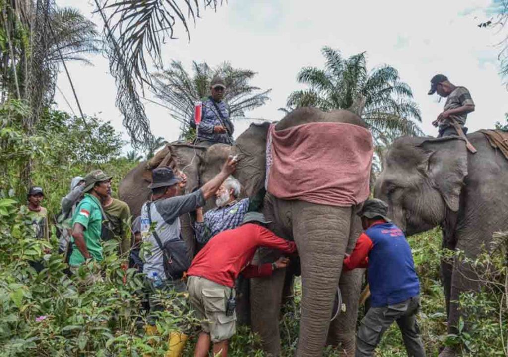 BBKSDA Riau Pasang GPS Collar pada 3 Gajah Liar - GenPI.co RIAU